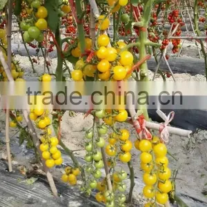 2016 Good Quality Hybrid Golden Yellow Cherry Tomato Seeds for Growing and for Sale-Golden Baby thumbnail-2