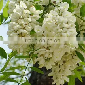 Sophora Flower Bud Extract Powder/Robinia Pseudoacacia L.extract Powder With Robinin 95% thumbnail-3