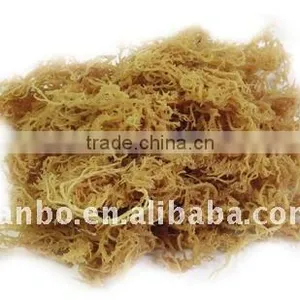 Dried Seaweed thumbnail-1