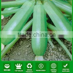 NSQ10 Jintan Hybrid Long Shape Zucchini Seeds thumbnail-1