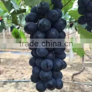 Grape Drip Irrigation for Orchard thumbnail-1