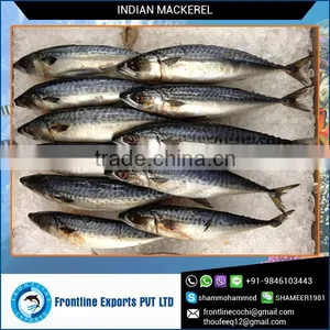 Dried Mackerel Fish thumbnail-1