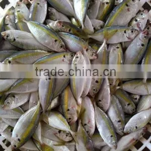 Frozen Gold Line Horse Mackerel thumbnail-1