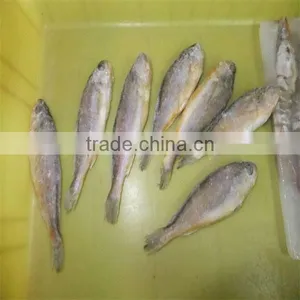 Yellow Fish and Quality Kinds of Fish Seafood thumbnail-1