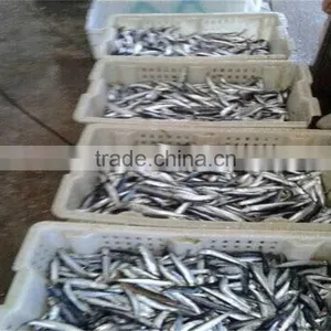 Anchovy Frozen on Board thumbnail-5