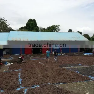 Sell Gracilaria, Euchema Spinosum And Cottoni Seaweeds thumbnail-3