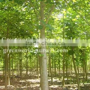Liriodendron Tulipifera Trees thumbnail-1
