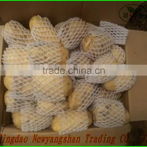 (A A A ) Pure White Garlic: Exports Europe and the United States, Southeast Asia thumbnail-5
