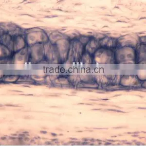 Animal Histology Slides,teaching Slides thumbnail-3