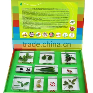 Poisonous Plants Specimens thumbnail-1