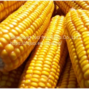 Organic Water Soluble Fertilizer Corn Steep Liquor Powder for Liquid Organic Fertilizer Corn Steep Powder thumbnail-4