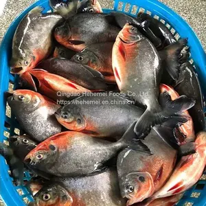 Seafood Wholesale Frozen Fish Red Pomfret thumbnail-5