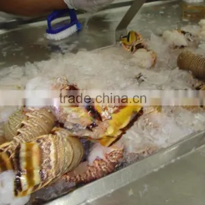 Frozen Lobster Tails thumbnail-5