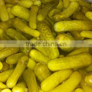 Gherkins in Brine Solution Natural Fermentation thumbnail-1