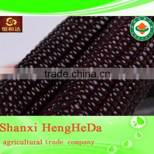 Com for Sale Indian Yellow Maize Corn thumbnail-2