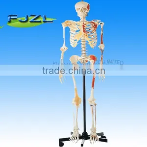 Mini Human Skeleton With One-side Painted Muscles thumbnail-1