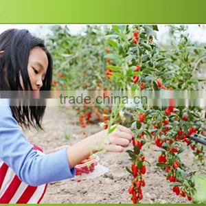 Red Goji Berries thumbnail-2