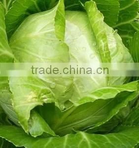 VIETNAM FRESH CABBAGE thumbnail-3