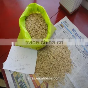 Feed Barley From Russia thumbnail-1