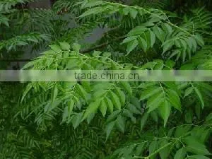 Neem Leaf Powder Indian Origin thumbnail-3