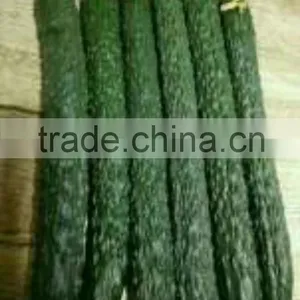 Fresh Cucumber thumbnail-2