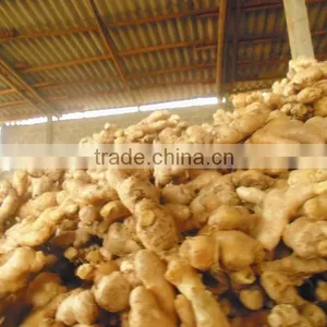 Ginger, Viet Nam Fresh Ginger, High Quality Ginger thumbnail-2