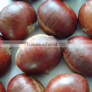 Fresh Chestnut in Bag Package. MOQ:1X40FCL. thumbnail-5