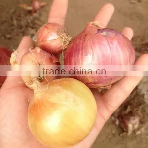 Fresh Onion Export to Dubai thumbnail-1