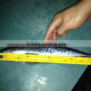 Frozen Skipjack Bonito Tuna for Sri Lanka thumbnail-1