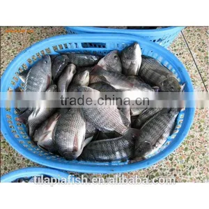 Farm Raised Taiwan Tilapia for Sale thumbnail-1
