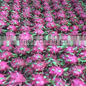 VIETNAM DRAGON FRUIT thumbnail-3