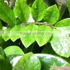 Natural Zamioculcas Zamiifolia for Indoor Ornamental Decorative Bonsai Plants thumbnail-4