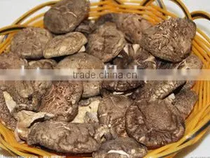 Green Healthy Dried Smooth Mushroom for Sale thumbnail-1