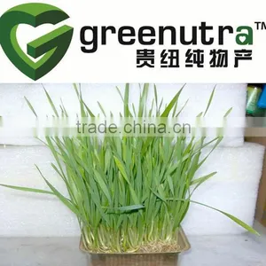 GMP Manufacturer Barley Grass Powder thumbnail-1