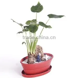 Flowerpot thumbnail-5