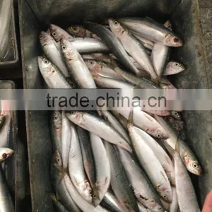 Superior Quality Sardine for Bait on Sale thumbnail-2