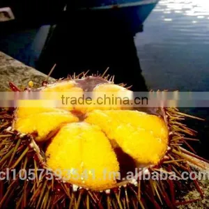 UNI Sea Urchin thumbnail-1
