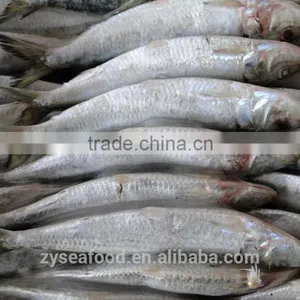Frozen Sardine Fish for Can thumbnail-3