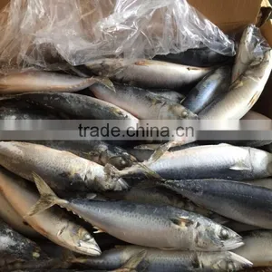 Frozen Mackerel 300-400g 2016 thumbnail-2