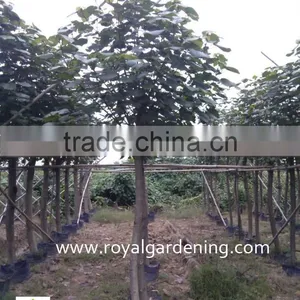 Hibiscus Tiliaceus Potted Trees thumbnail-1