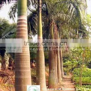 Roystonea Regia Palm Trees thumbnail-1