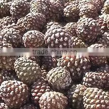 Pine Oil thumbnail-4