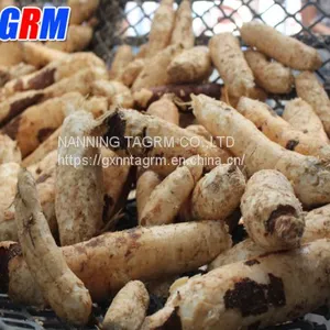 Large Capacity and Good Peeling Rate Cassava Peeler MSUPC / Cassava Skin Cleaning Machine / Cassava Peeling Machine thumbnail-5