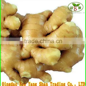 Wholesale Bulk Fresh Ginger High Quality Chinese Ginger Exporter thumbnail-2