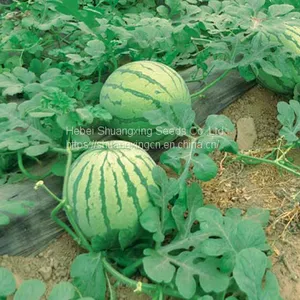 TAW Seedless F1 Hybrid Watermelon Seed Green RED thumbnail-3