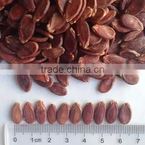 Chinese Red Hybrid Melon Seeds thumbnail-2