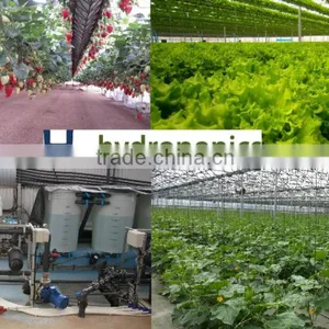 Hydroponic Controllers, Greenhouses and Commercial Hydroponic Systems for Tomato, Lettuce and Strawberry Production thumbnail-1