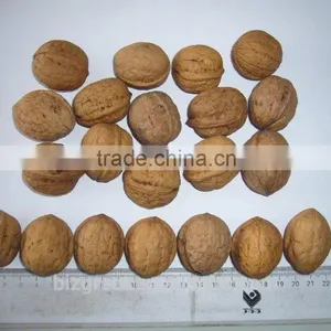 Paper Skin Walnut in Shell With Best Quality thumbnail-6