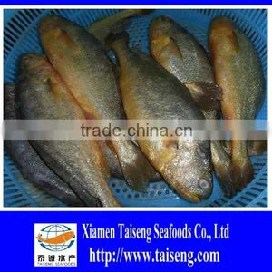 Frozen Fish Whole Round Yellow Croaker thumbnail-1
