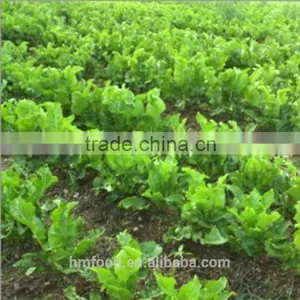 Spicy Fresh Horseradish thumbnail-1